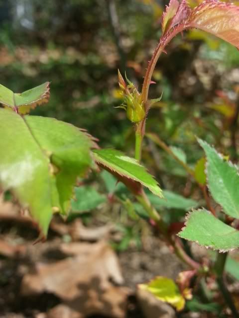  photo 20140405_152050.jpg